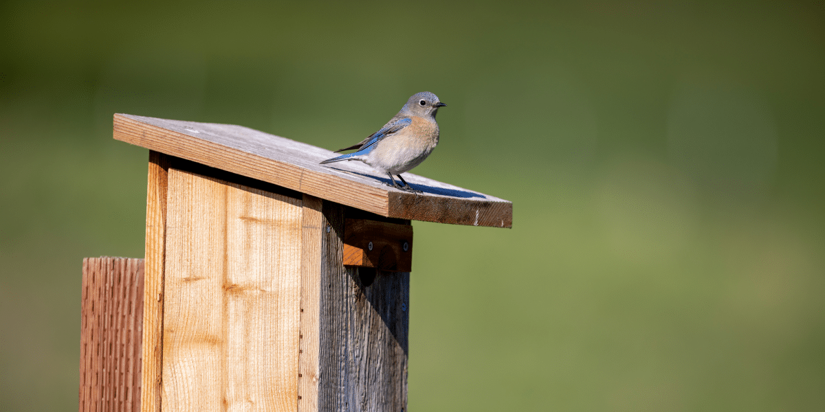 Creating a Safe Space for Birds in Your Yard