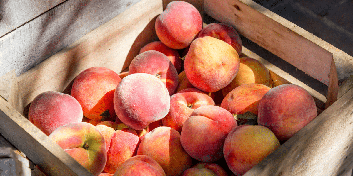 Parker County Peach Festival: Taste Texas’ Sweetest Summer Event