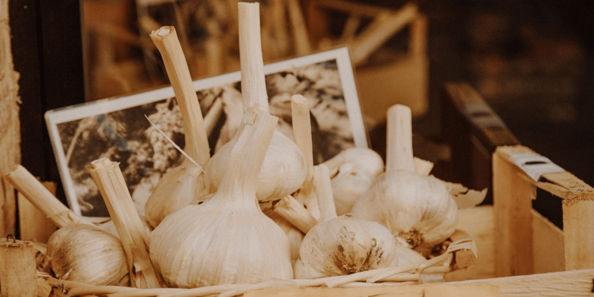 Unleash Your Love for Garlic at the Gilroy Garlic Festival!