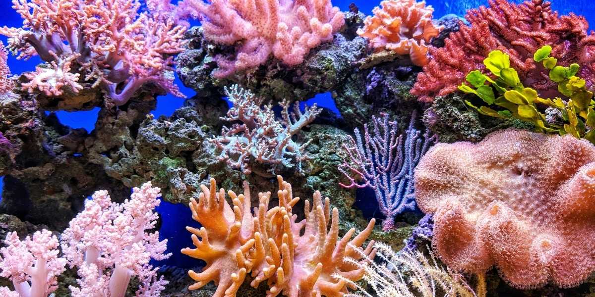 How Climate Change Is Affecting Coral Reefs and What We Can Do