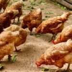 The Ethics and Impact of Lab-Grown Meat on Food and Environment