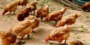The Ethics and Impact of Lab-Grown Meat on Food and Environment
