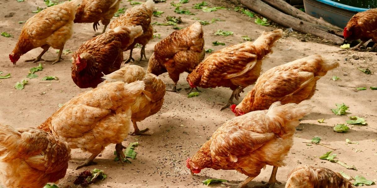 The Ethics and Impact of Lab-Grown Meat on Food and Environment