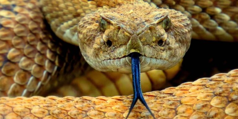 The World of Venom: Understanding Nature's Potent Poisons and Their Creators