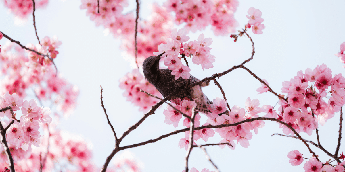 Cherry Blossom Festival: Japanese Culture in Sakura Square