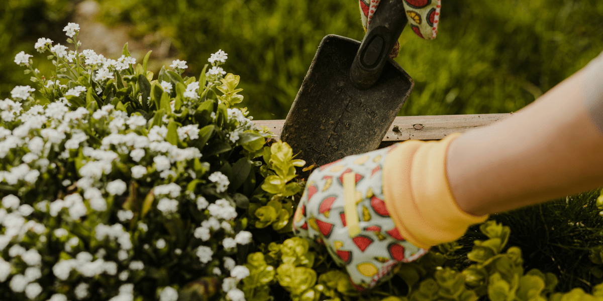 Gardening Basics for Every Season