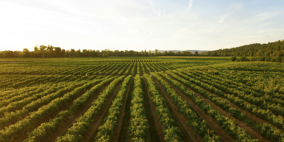 How Extreme Weather Impacts Southern US Agriculture