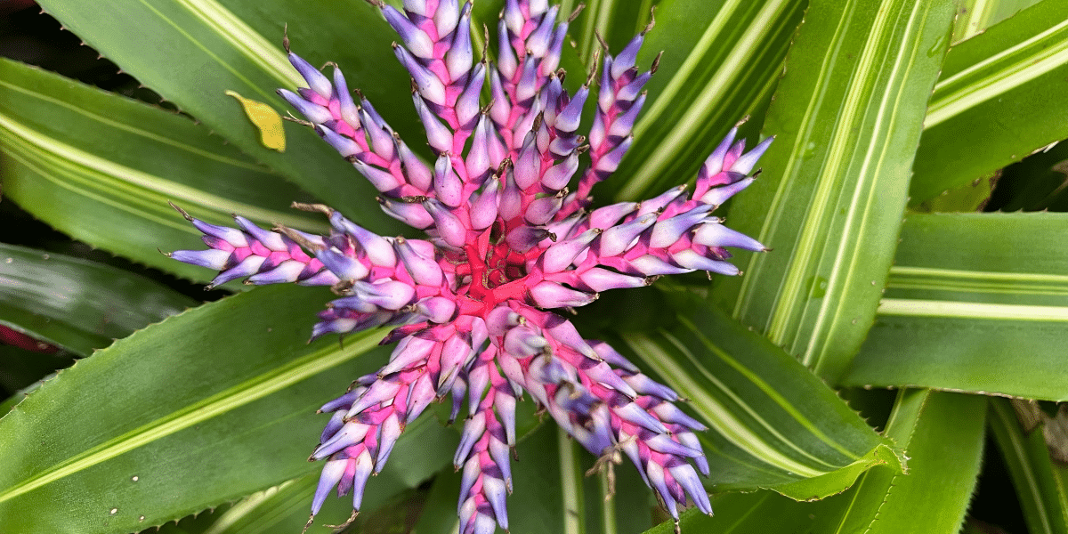 Myriad Botanical Gardens: OKC’s Urban Nature Gem