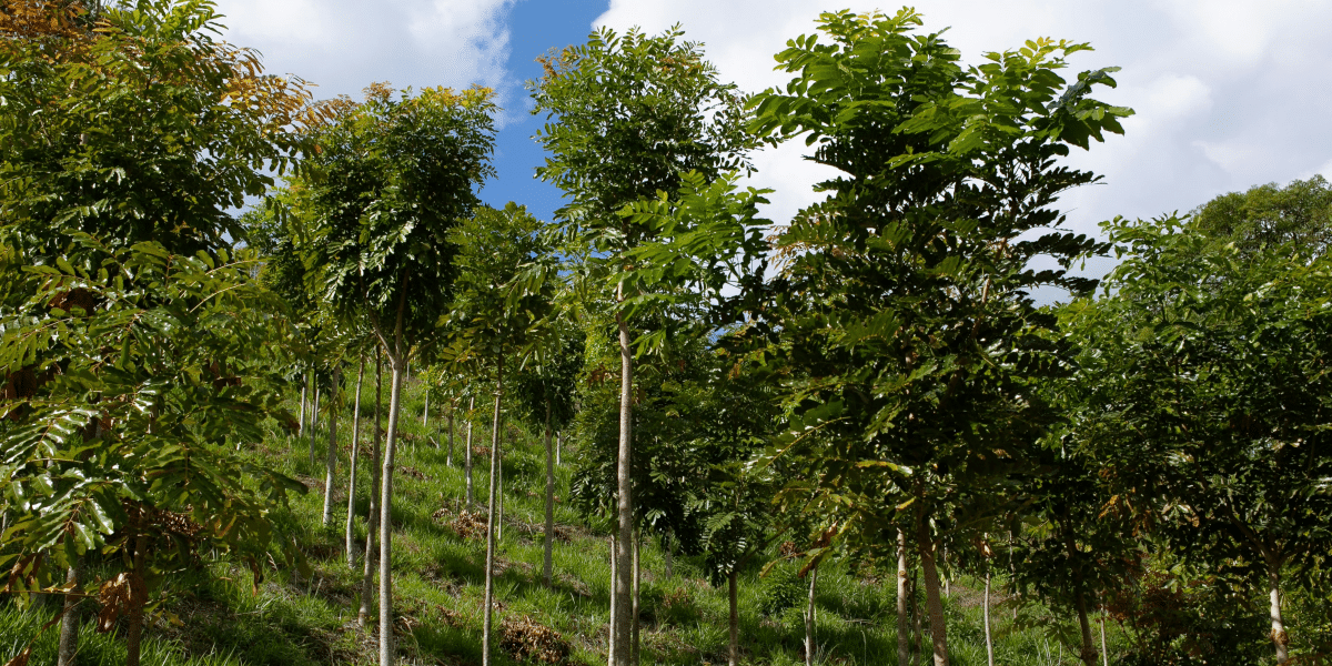 Reforestation Efforts Worldwide: How Trees Are Helping Restore Our Planet